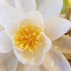 Meet your Posher, Maggie